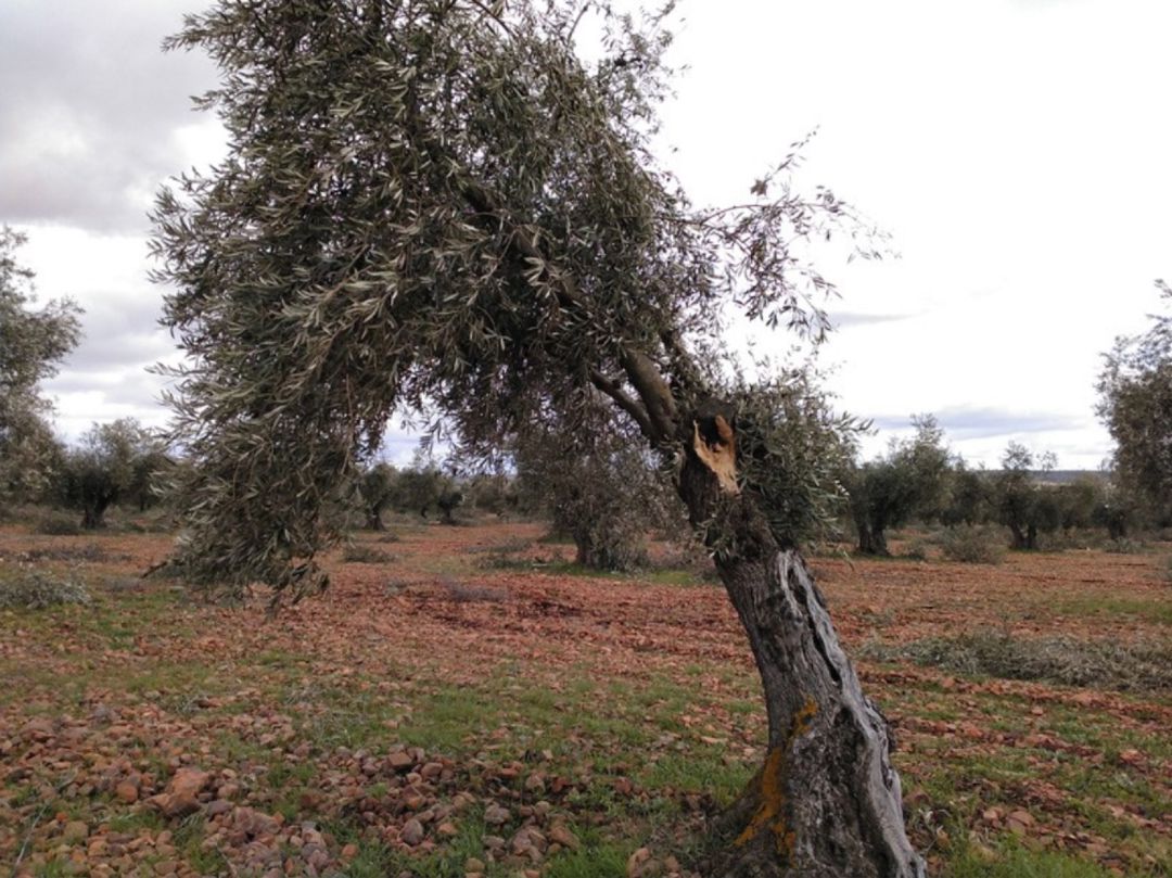 Olivar dañado por el temporal Filomena Olivar dañado por el temporal Filomena