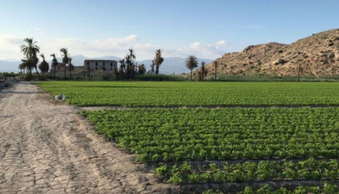 Las lluvias del Puente de San José han beneficiado a todos los cultivos y dan un respiro al campo alicantino Las lluvias del Puente de San José han beneficiado a todos los cultivos y dan un respiro al campo alicantino