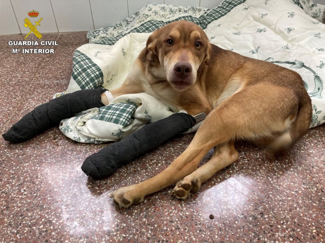 Roto, descansando tras ser intervenido de las patas delanteras Roto, descansando tras ser intervenido de las patas delanteras