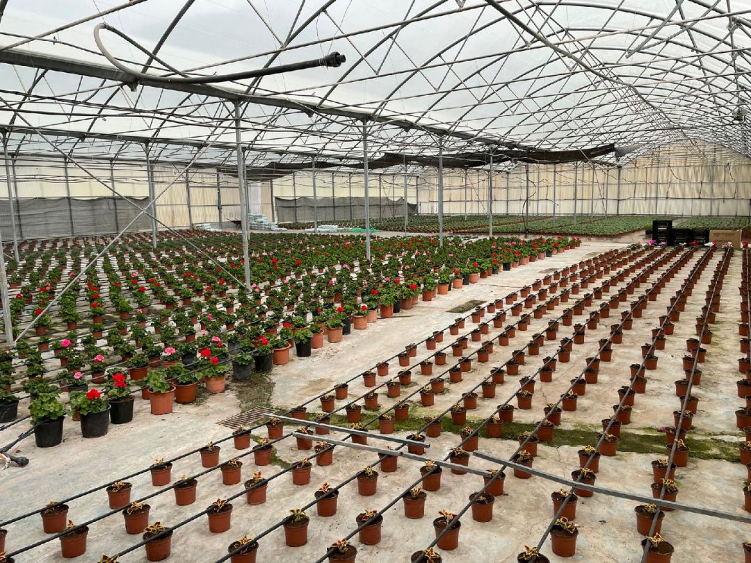 Más de 15.000 plantas ornamentales llenarán de color los parques y jardines de Lorca. Más de 15.000 plantas ornamentales llenarán de color los parques y jardines de Lorca.