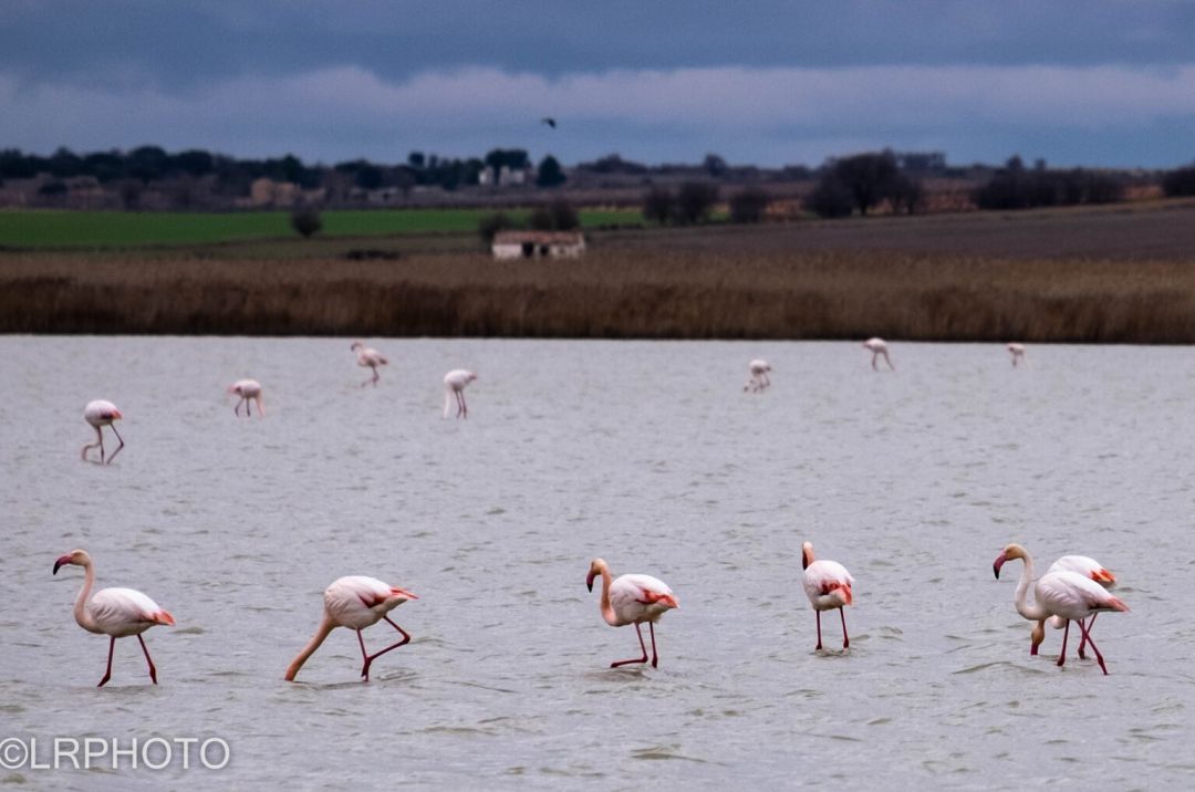 Flamencos en Manjavacas Flamencos en Manjavacas