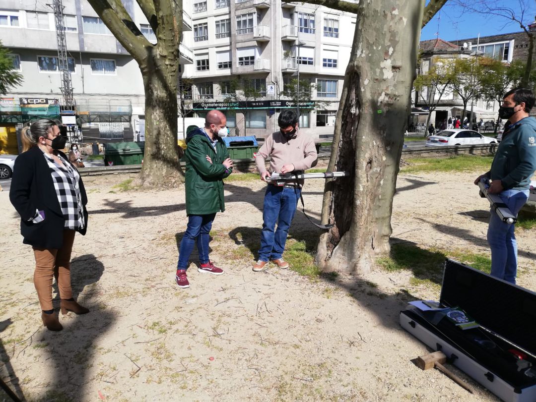 Los grandes árboles de la Alameda sometidas a unas exhaustivas pruebas de salud Los grandes árboles de la Alameda sometidas a unas exhaustivas pruebas de salud