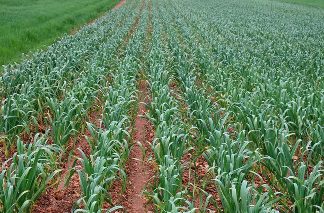 Cultivo de ajos Cultivo de ajos