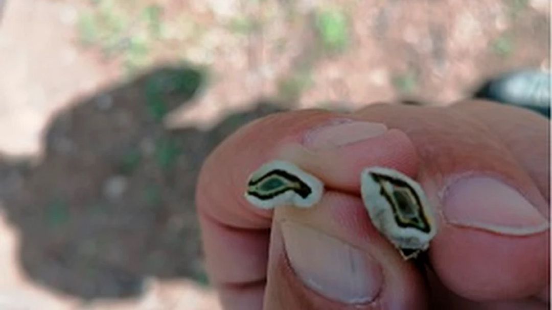 El cultivo de almendra se ha visto muy perjudicado por las heladas de los pasados días. El cultivo de almendra se ha visto muy perjudicado por las heladas de los pasados días.