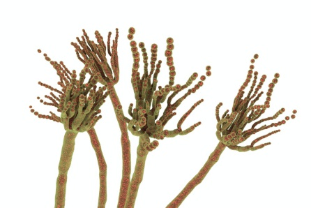 Fungi Penicillium roqueforti, hongo utilizado en la producción de quesos azules (ilustración 3D). Fungi Penicillium roqueforti, hongo utilizado en la producción de quesos azules (ilustración 3D).