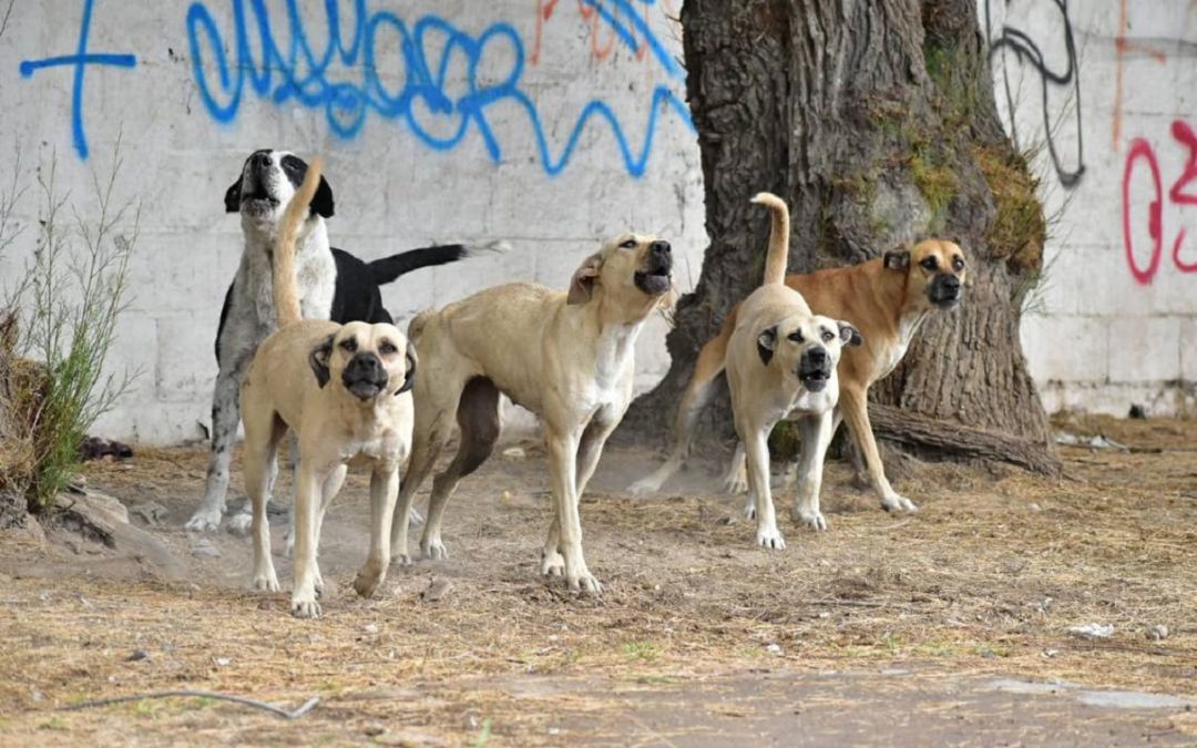 Jauría de perros (archivo) Jauría de perros (archivo)