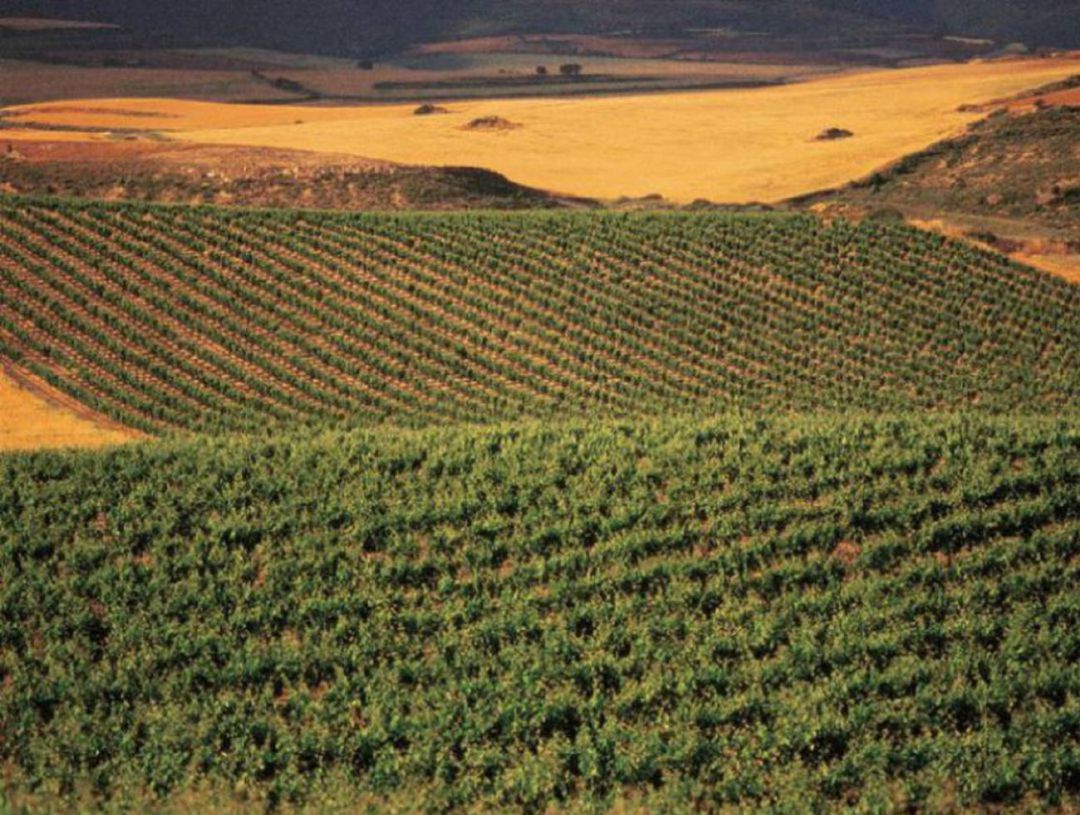 Viñedos en Rioja Alavesa Viñedos en Rioja Alavesa