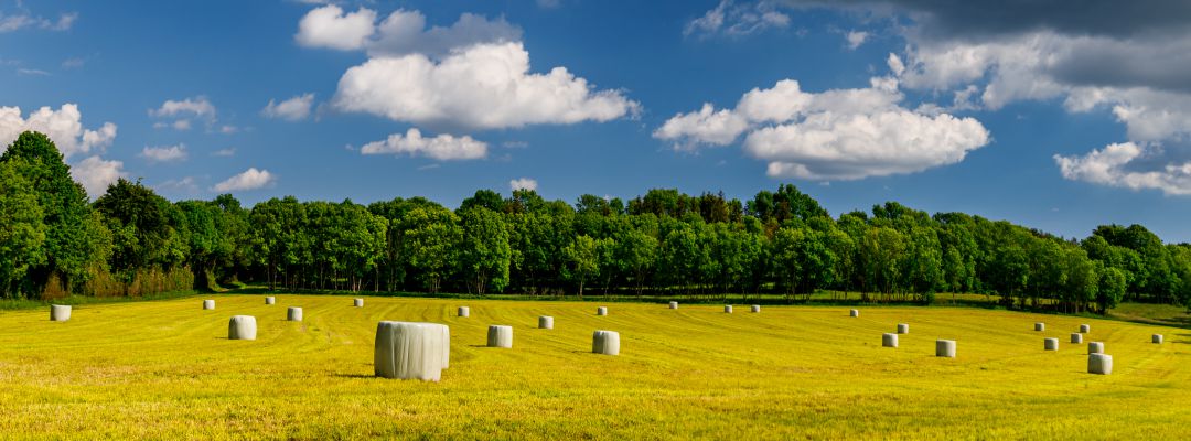 Los 'rollos' de paja en los campos de cultivo que después van a dar de comer al ganado Los 'rollos' de paja en los campos de cultivo que después van a dar de comer al ganado