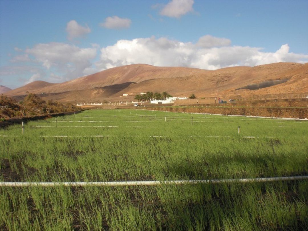 Terreno agrícola de Lanzarote. Terreno agrícola de Lanzarote.