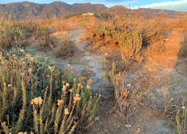 ¿Puedes encontrar al conejo escondido? ¿Puedes encontrar al conejo escondido?