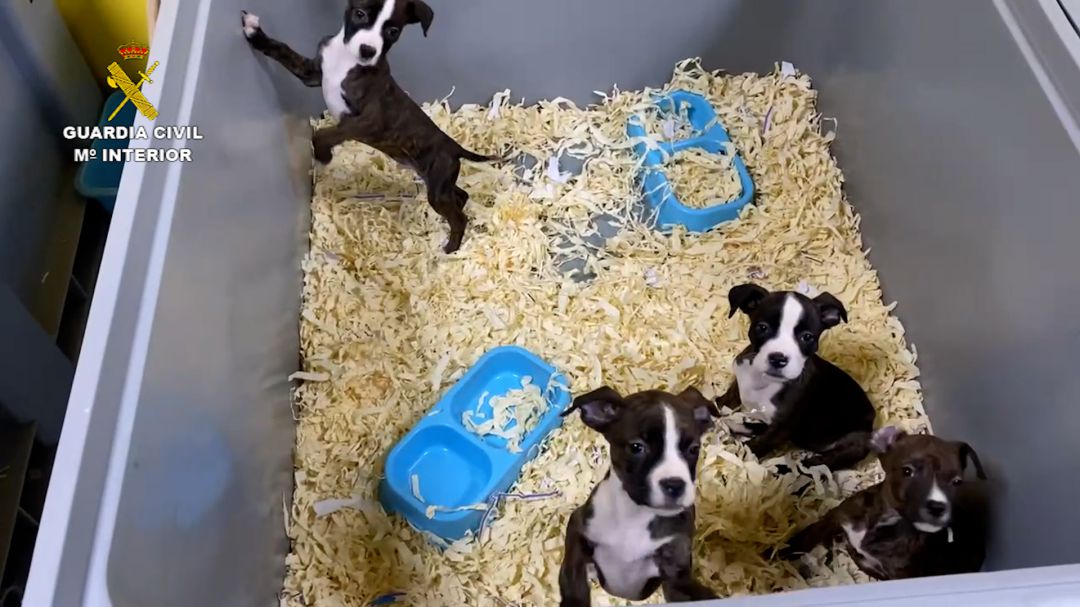 Cachorros de perro incautados en la operación 'Mascotashop' Cachorros de perro incautados en la operación 'Mascotashop'