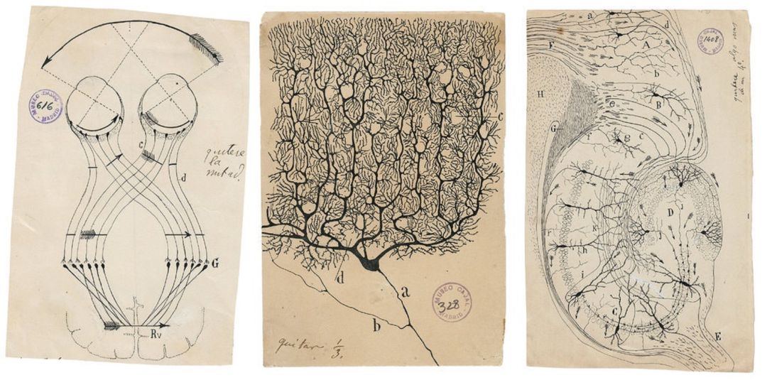 De izquierda a derecha: un diagrama que sugiere cómo podrían los ojos transmitir un cuadro unificado de la realidad al cerebro, una neurona de Purkinje del cerebelo humano y un diagrama que muestra el flujo de información a través del hipocampo. De izquierda a derecha: un diagrama que sugiere cómo podrían los ojos transmitir un cuadro unificado de la realidad al cerebro, una neurona de Purkinje del cerebelo humano y un diagrama que muestra el flujo de información a través del hipocampo.