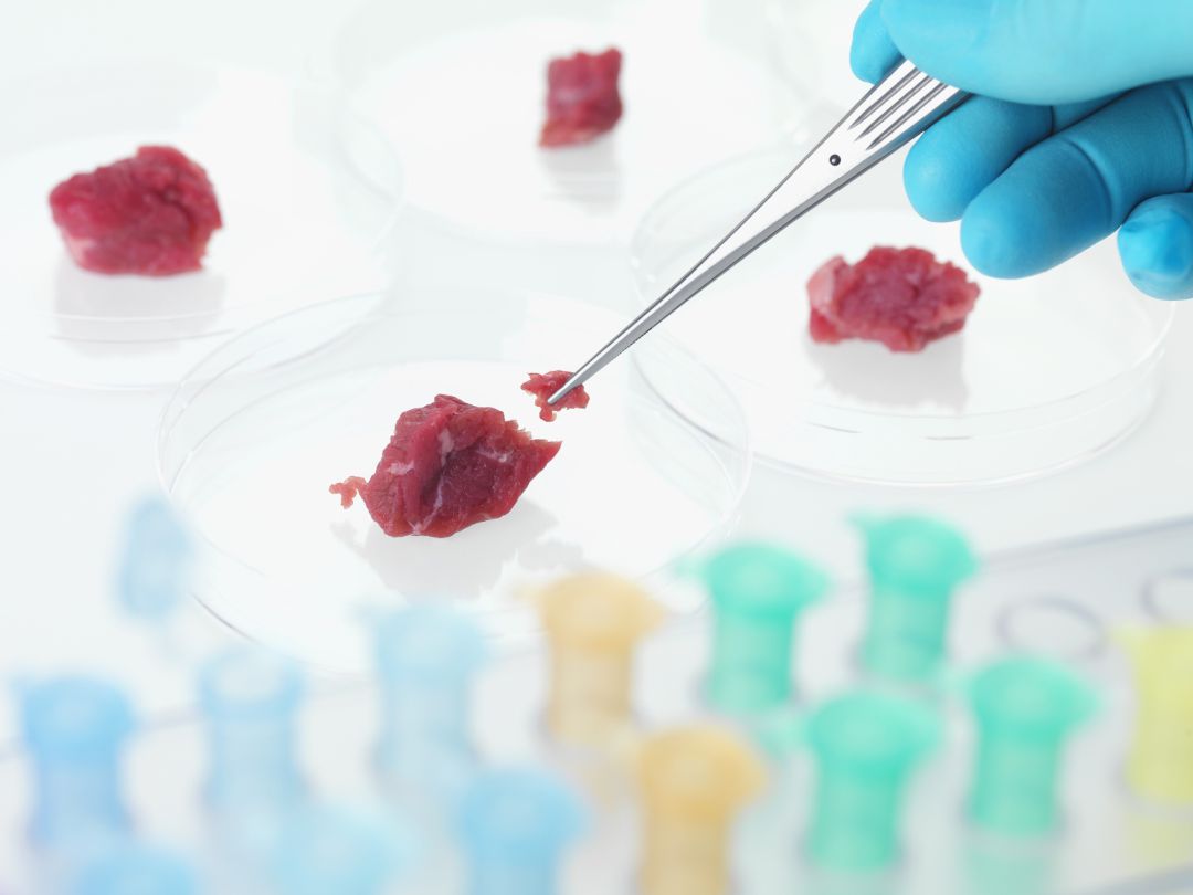 Experimentando con carne en el laboratorio. Experimentando con carne en el laboratorio.