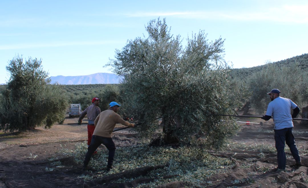 Varios jornaleros varean un olivo en Sierra Mágina. Varios jornaleros varean un olivo en Sierra Mágina.