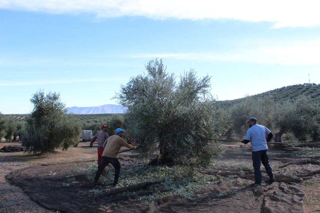 Tareas de recolección en Sierra Mágina Tareas de recolección en Sierra Mágina