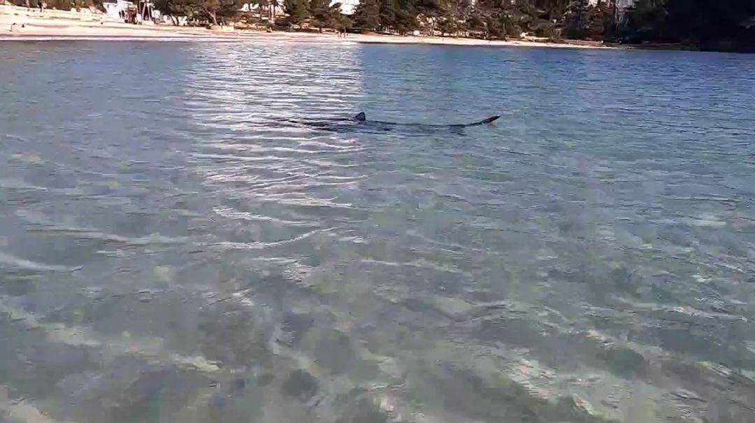 Imagen del escualo en la playa Imagen del escualo en la playa