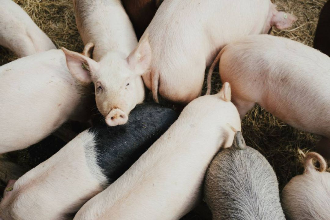 Cierra definitivamente el matadero de Lorca que daba servicio a pequeños ganaderos y carniceros tradicionales Cierra definitivamente el matadero de Lorca que daba servicio a pequeños ganaderos y carniceros tradicionales