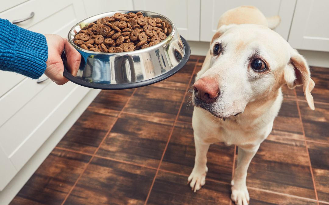 La correcta alimentación de nuestras mascotas es clave La correcta alimentación de nuestras mascotas es clave