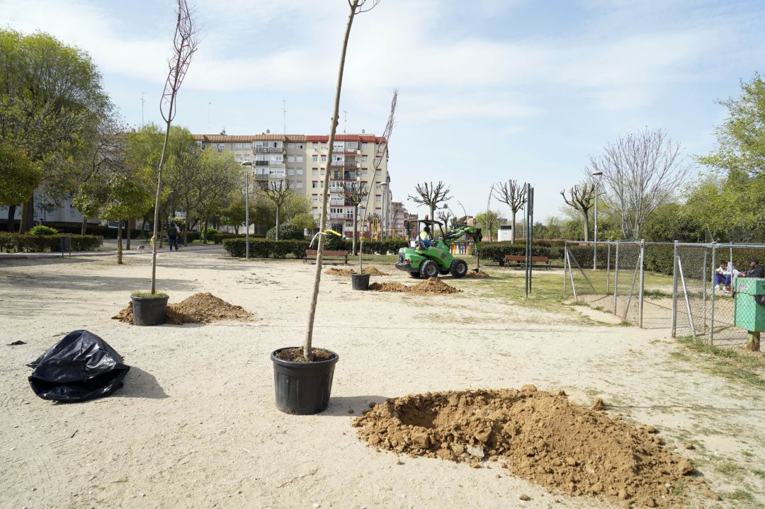 Replantación de árboles en el Parque La Rioja de Móstoles Replantación de árboles en el Parque La Rioja de Móstoles