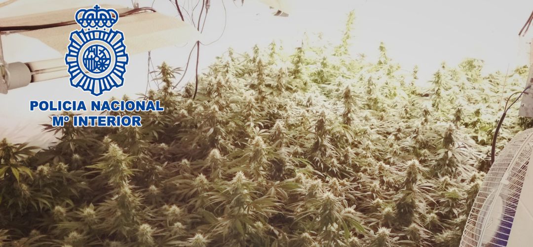 Las plantas tenían un sofisticado sistema de cultivo Las plantas tenían un sofisticado sistema de cultivo