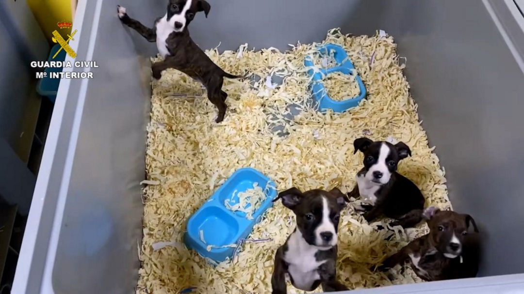 Cachorros de perro incautados en la operación 'Mascotashop', en Toledo Cachorros de perro incautados en la operación 'Mascotashop', en Toledo