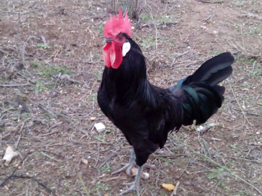 Gallina Negra castellana Gallina Negra castellana