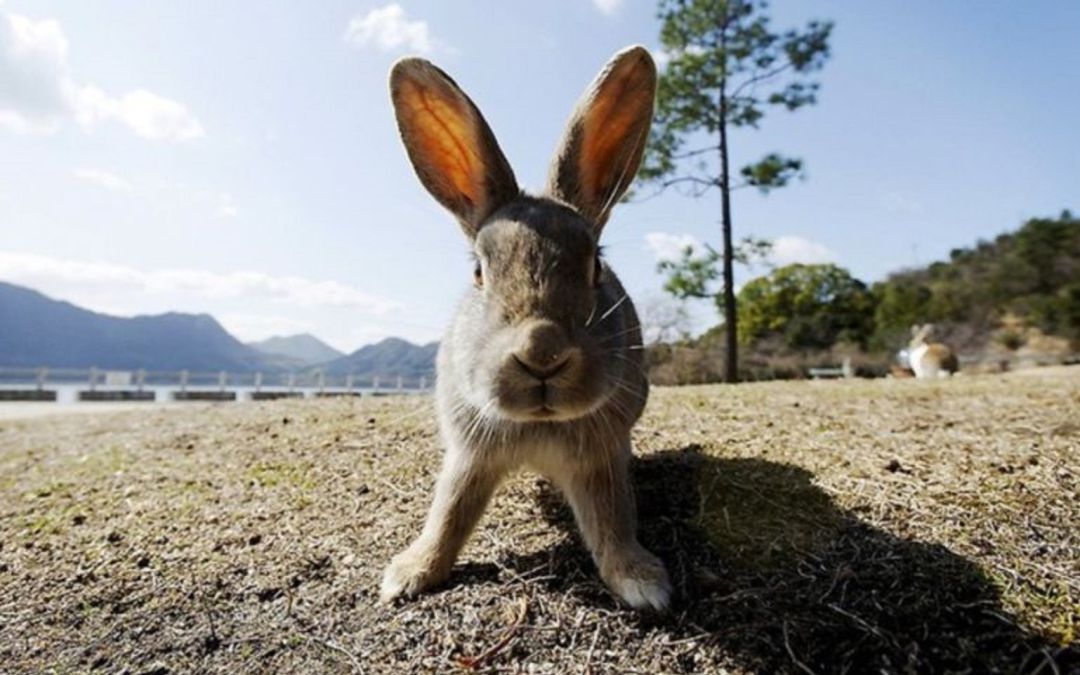 Proliferación de conejos en los campos del Alto, Medio y Bajo Vinalopó Proliferación de conejos en los campos del Alto, Medio y Bajo Vinalopó