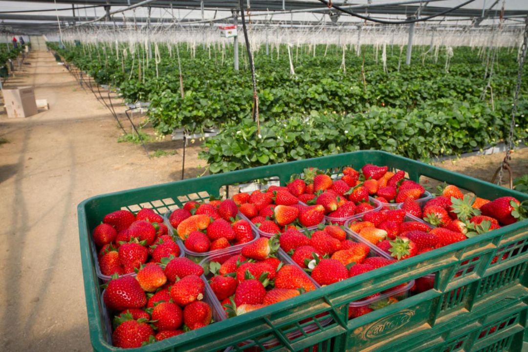Cultivo de fresas Cultivo de fresas