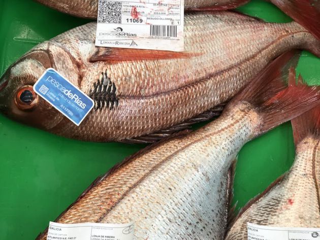 Figura 3. Una subasta en la lonja de Ribeira con Besugos certificados con pescadeRias (flota artesanal) y Pescaenverde (bajo huella de carbono). Figura 3. Una subasta en la lonja de Ribeira con Besugos certificados con pescadeRias (flota artesanal) y Pescaenverde (bajo huella de carbono).