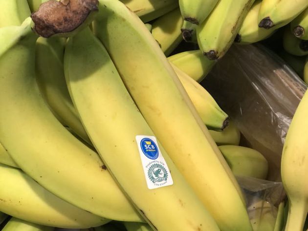 Figura 3. Venta a granel de banana con la certificación de Rainforest Alliance que verifica criterios ambientales y sociales. Figura 3. Venta a granel de banana con la certificación de Rainforest Alliance que verifica criterios ambientales y sociales.