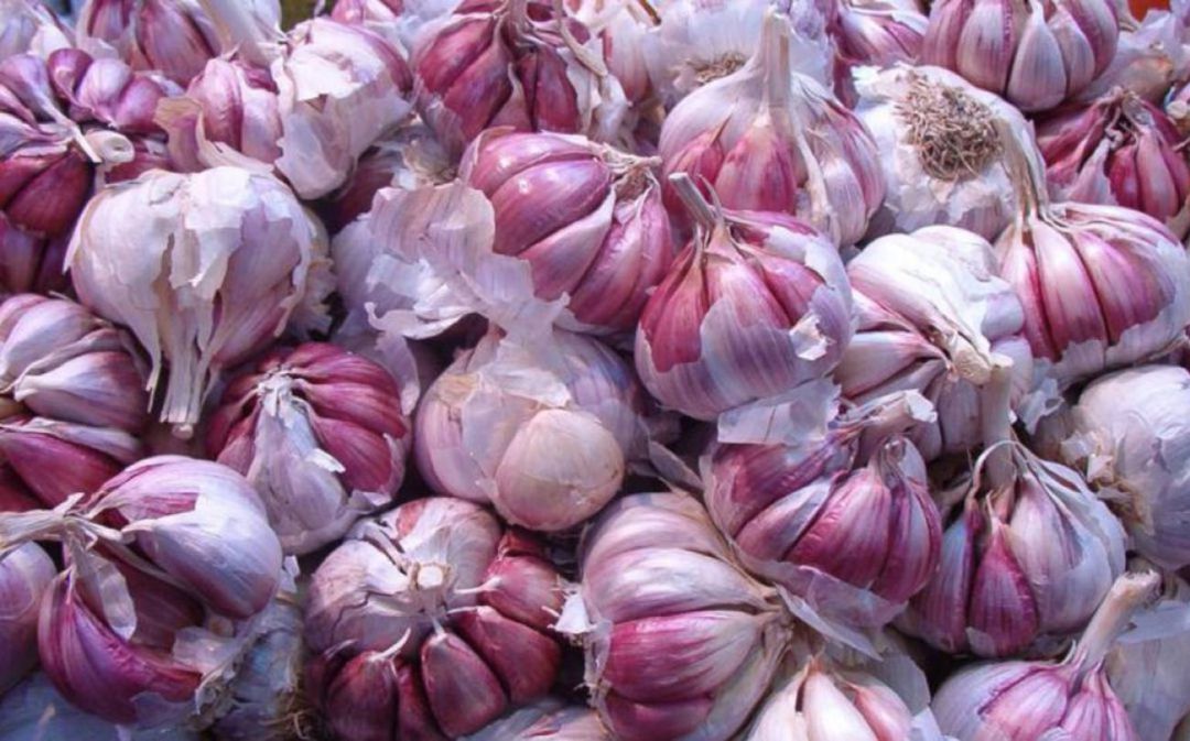 Ajo Morado Ajo Morado