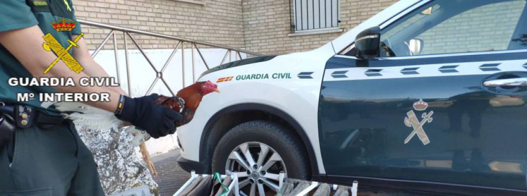 Operación contra las peleas ilegales de gallos Operación contra las peleas ilegales de gallos