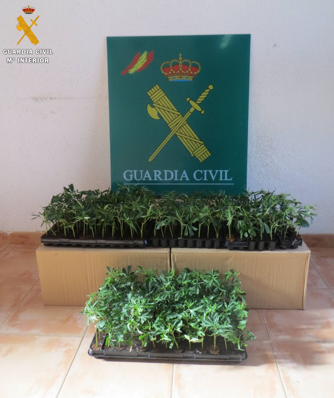 Sorprendidos en El Espinar con 304 plantas de marihuana en su vehículo Sorprendidos en El Espinar con 304 plantas de marihuana en su vehículo