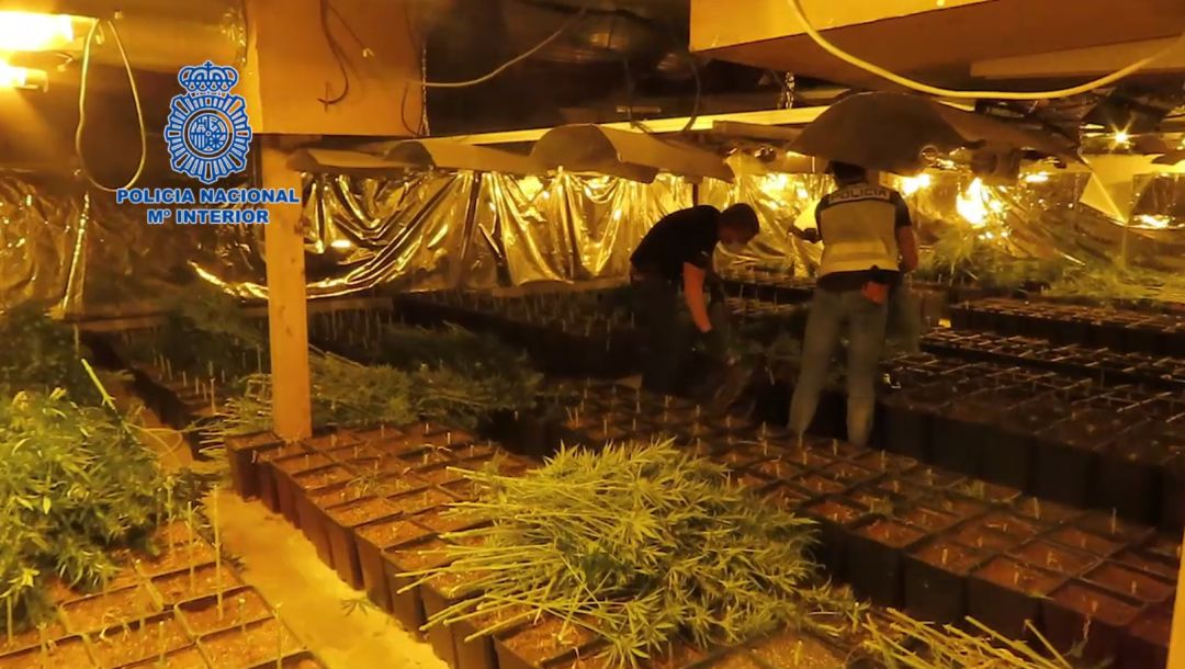 Imagen del macrolabotario que se ha desmantelado en Tomelloso en una nave en el polígono industrial Imagen del macrolabotario que se ha desmantelado en Tomelloso en una nave en el polígono industrial