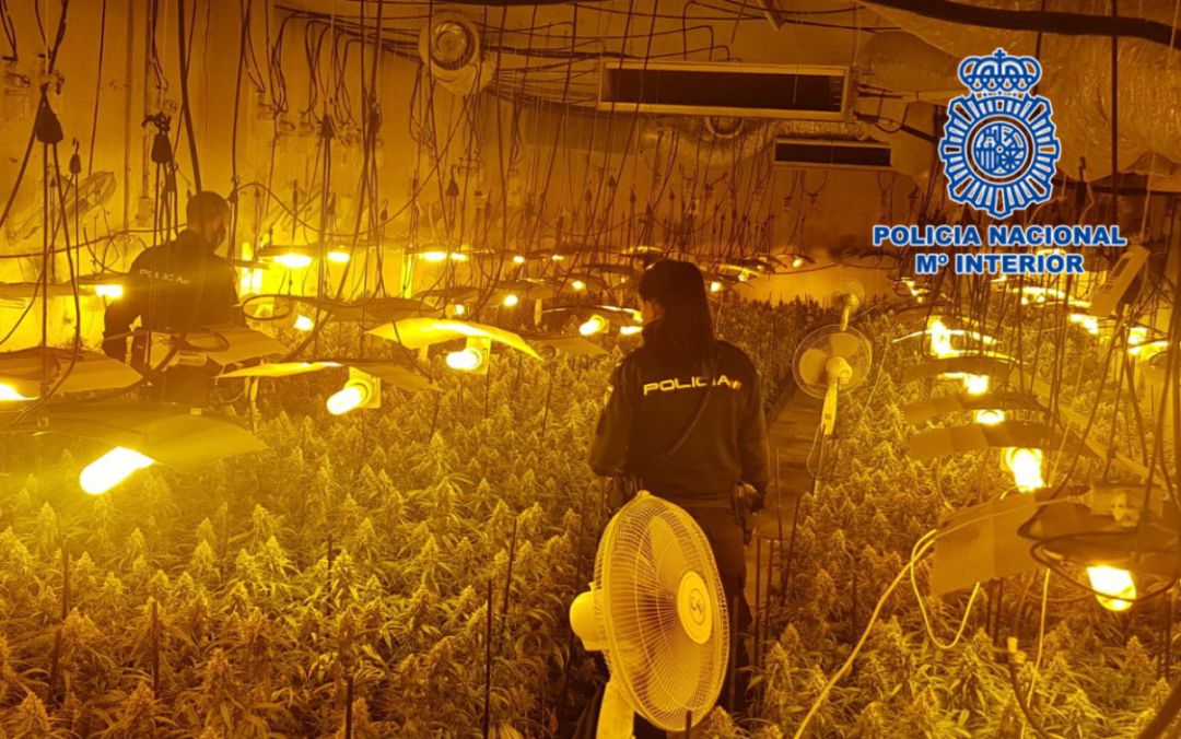 Plantación marihuana Guadalajara Plantación marihuana Guadalajara