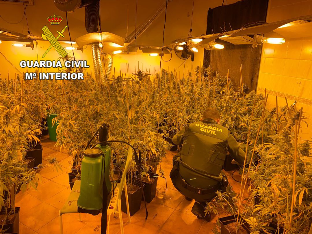 Plantación de marihuana que fue incautada en la localidad de San Román de los Montes Plantación de marihuana que fue incautada en la localidad de San Román de los Montes