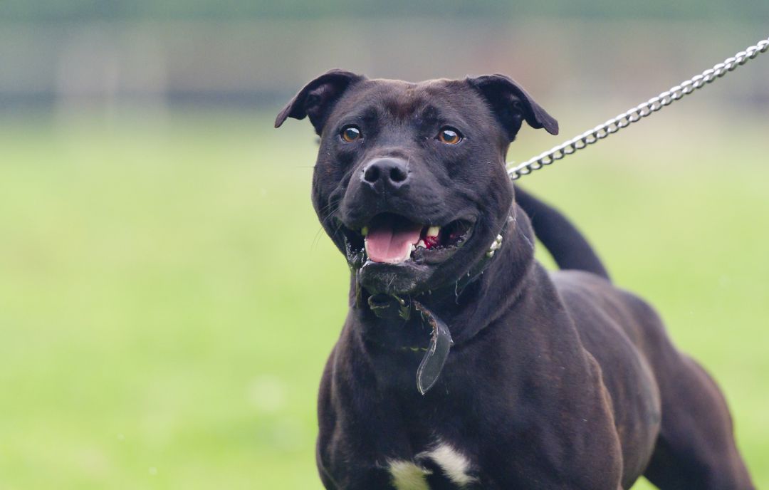 Perro de la raza Staffordshire Bull Terrier. Perro de la raza Staffordshire Bull Terrier.