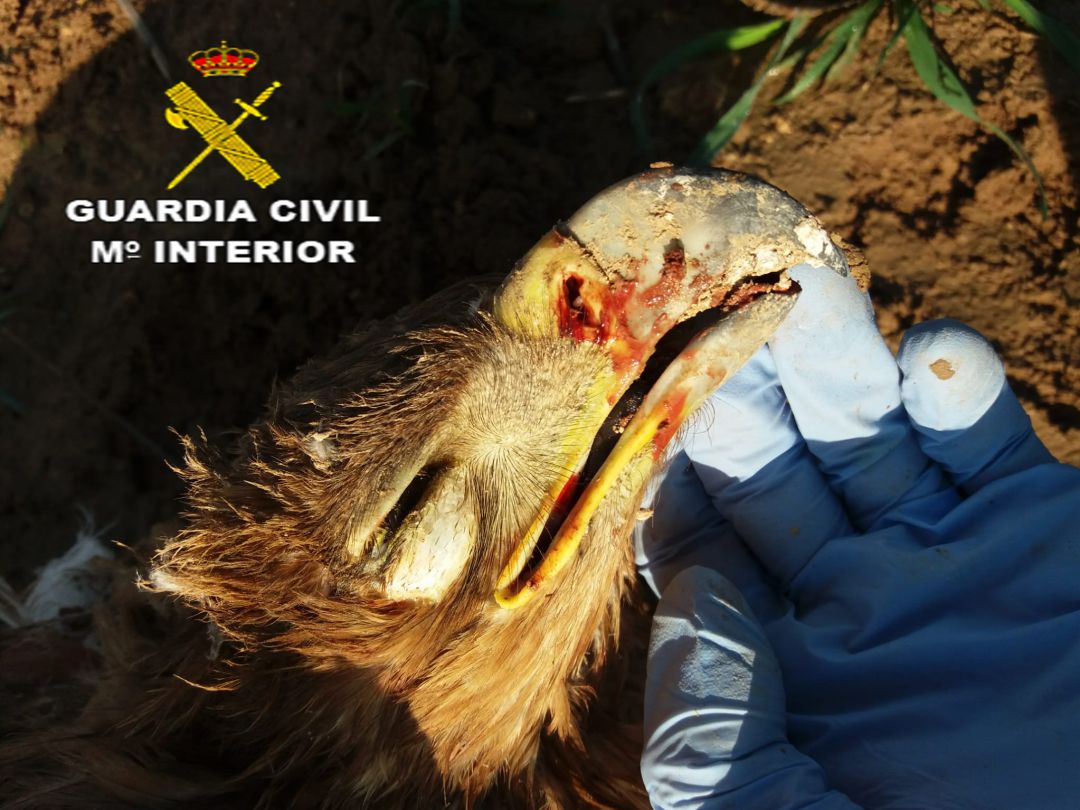 Imagen del águila imperial muerto Imagen del águila imperial muerto