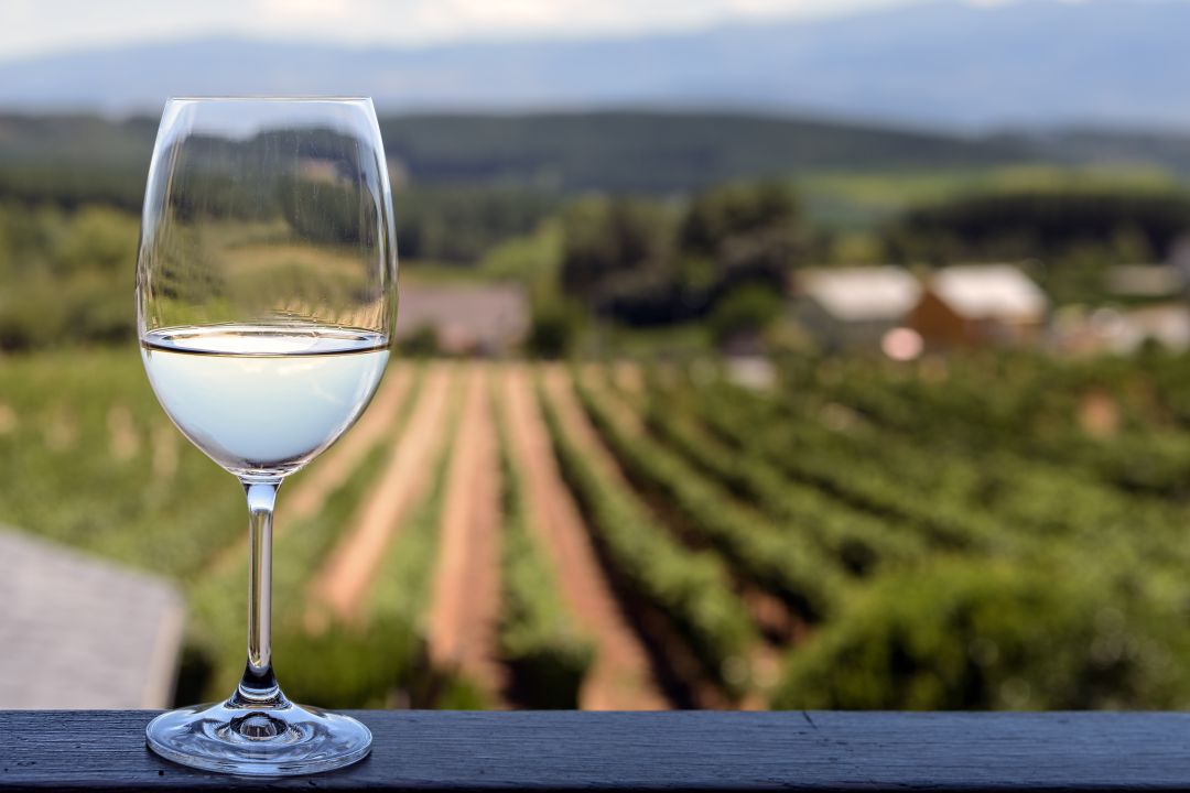 Vino y viñedos Vino y viñedos
