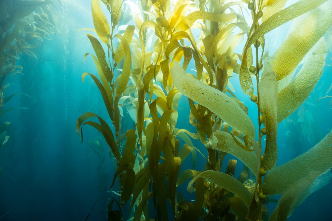 Una empresa burgalesa, seleccionada por Naciones Unidas para reducir la contaminación del mar Una empresa burgalesa, seleccionada por Naciones Unidas para reducir la contaminación del mar