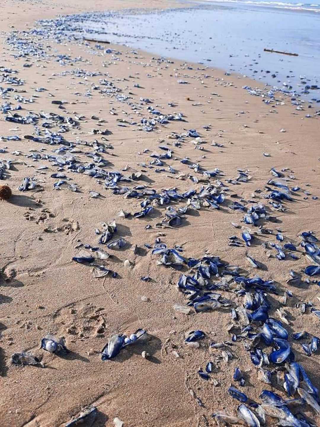 Medusas velero en el litoral de la Safor Medusas velero en el litoral de la Safor