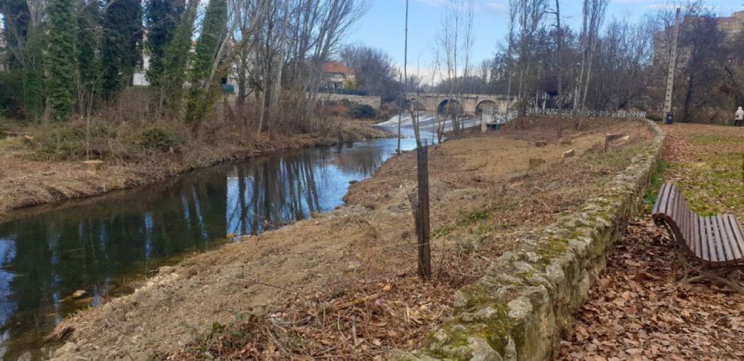 Tala de árboles en la ribera del río Carrión a su paso por Palencia Tala de árboles en la ribera del río Carrión a su paso por Palencia