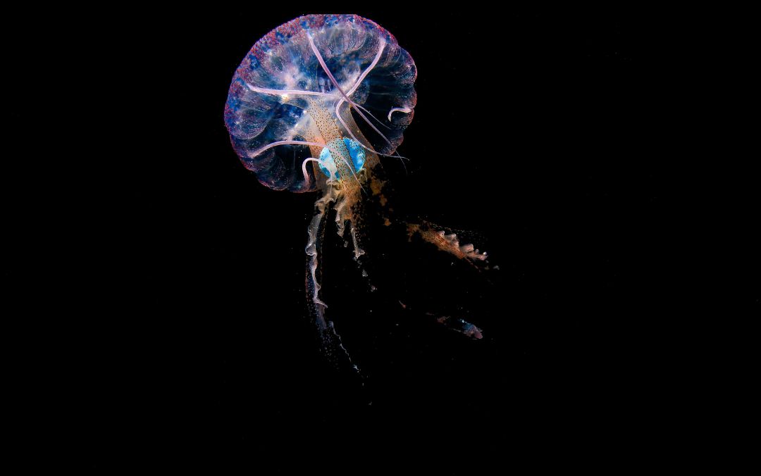 Pelagia noctiluca con un plástico azul en su interior, tomada en mayo de 2020 en aguas de Sardina del Norte, Gran Canaria. Pelagia noctiluca con un plástico azul en su interior, tomada en mayo de 2020 en aguas de Sardina del Norte, Gran Canaria.
