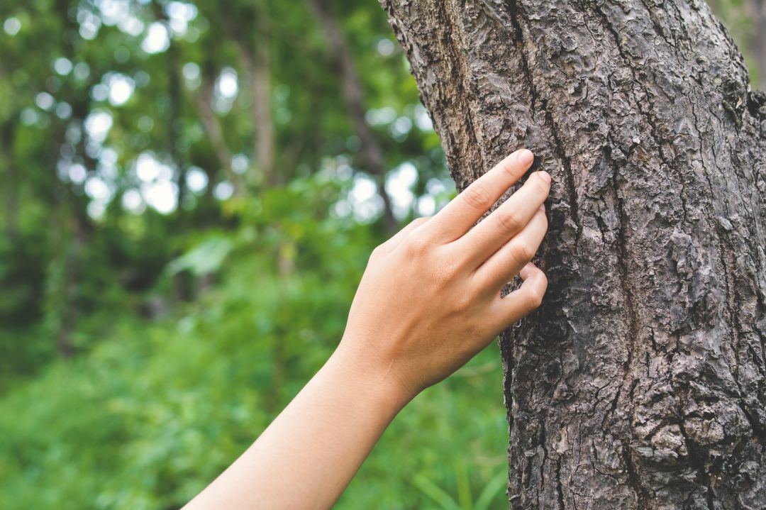 Una persona toca el tronco de un árbol en un bosque Una persona toca el tronco de un árbol en un bosque