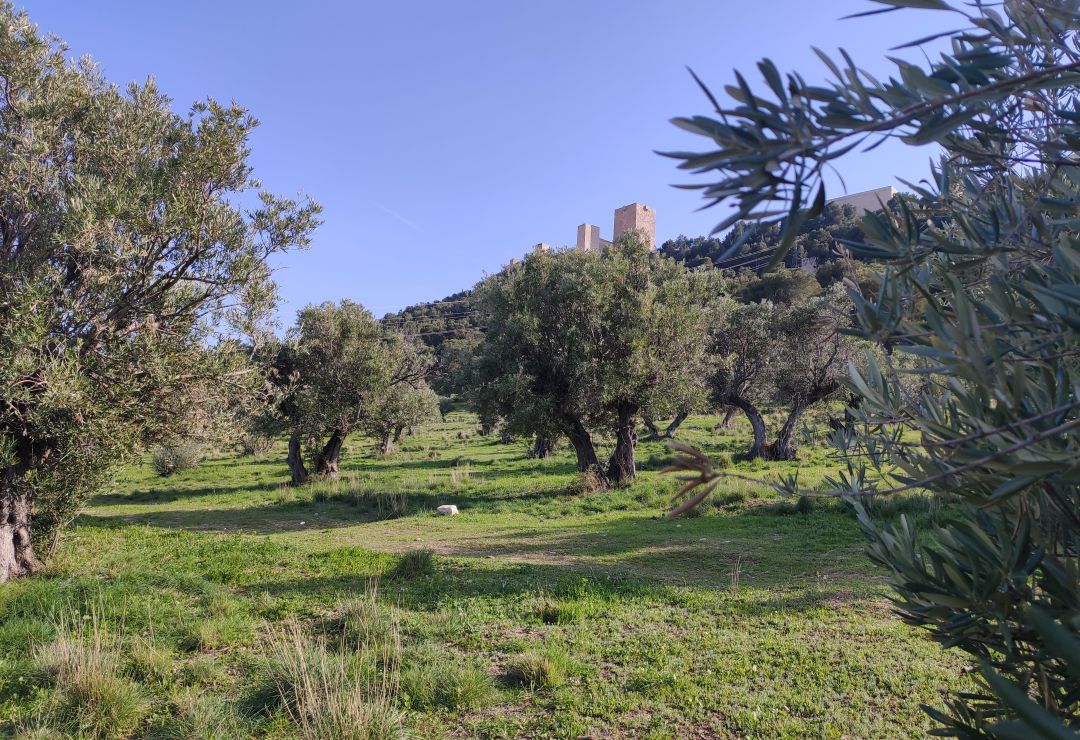 El campo jiennense, y la ganadería, podrán beneficiarse de esta rebaja del IRPF para poder seguir con la actividad en la provincia El campo jiennense, y la ganadería, podrán beneficiarse de esta rebaja del IRPF para poder seguir con la actividad en la provincia