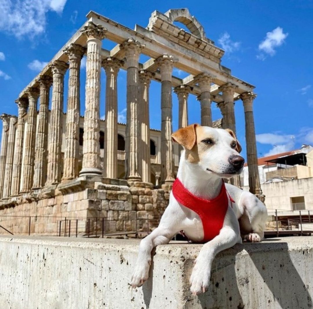 El perro viajero en el Templo de Diana de Mérida El perro viajero en el Templo de Diana de Mérida