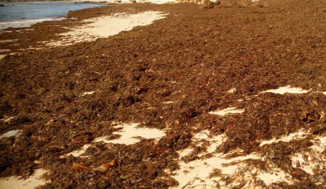 Alga asiática en Algeciras. Alga asiática en Algeciras.