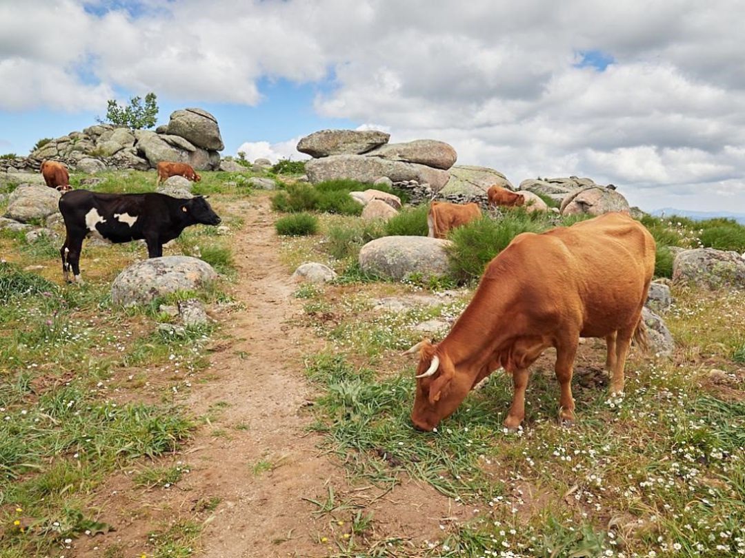 Cabezas de ganado pastando en los montes de la región Cabezas de ganado pastando en los montes de la región