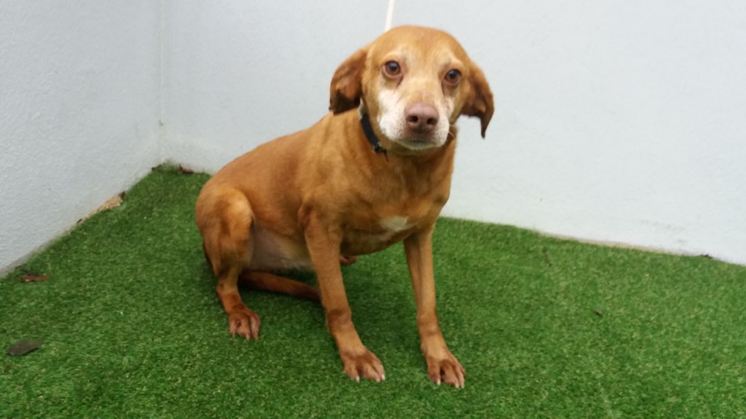 Cástor el último perro adoptado Cástor el último perro adoptado