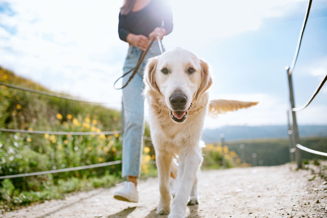 Perro de razo de paseo Perro de razo de paseo